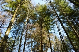 Foto Wald Bäume